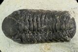 Bargain, Austerops Trilobite - Visible Eye Facets #119966-2